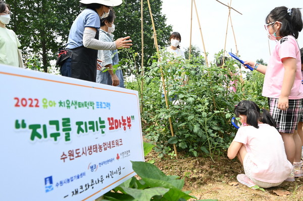 유아 치유생태텃밭 프로그램에 참여한 어린이들이 탑동시민농장 텃밭에서 토마토를 관찰하고 있다.